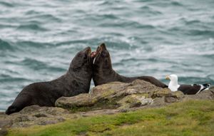 Seals and seabirds sharing rocky coastal habitat near churning ocean waters.