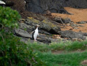 A white egret perches on a rocky outcrop near flowing water in a natural setting.