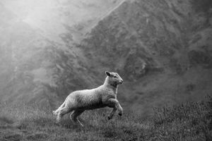 A lamb rests on a grassy hillside with dramatic mountain peaks in the background.