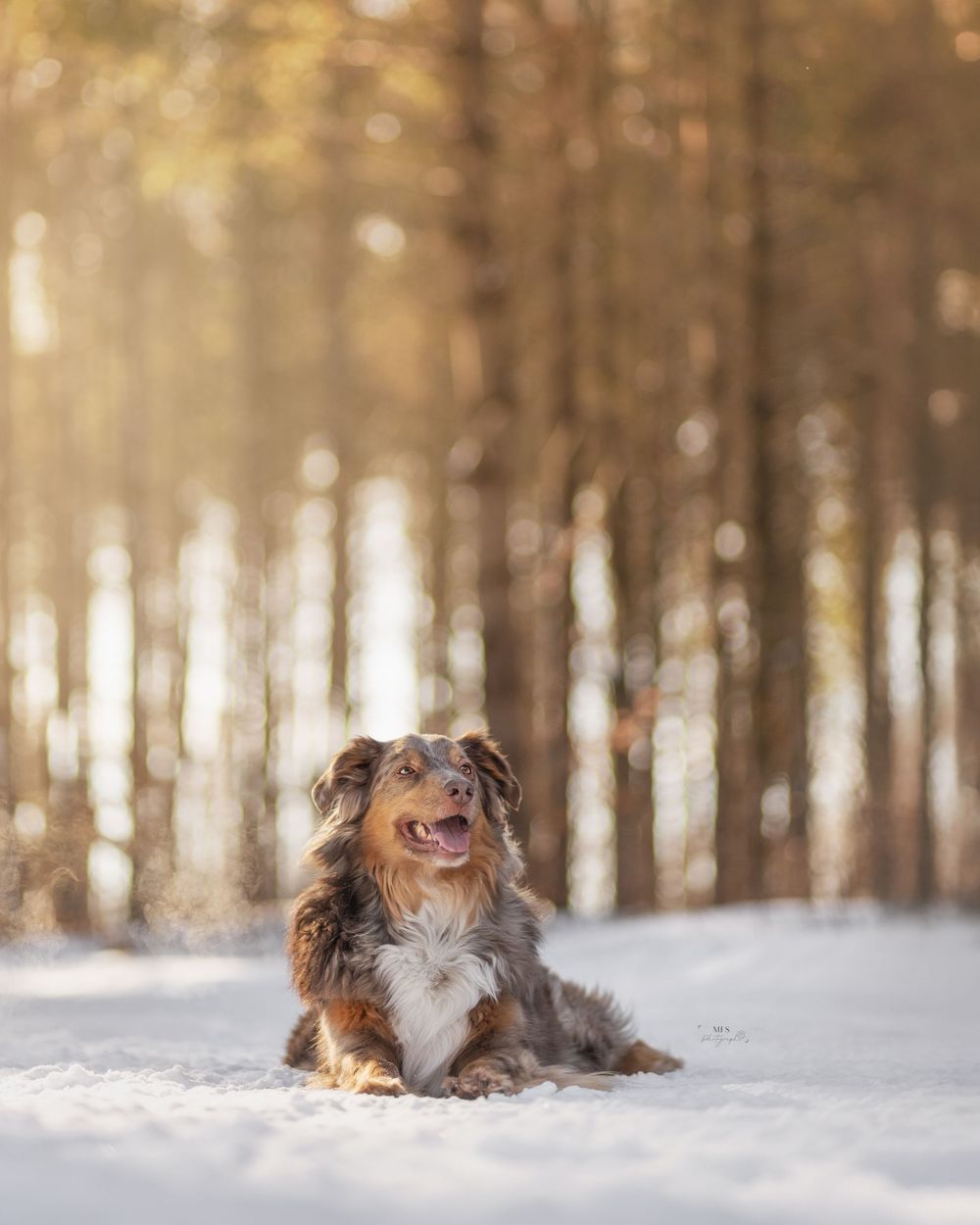 dog-portrait-photoshoot