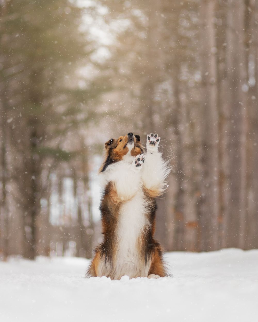 dog-portrait-photoshoot