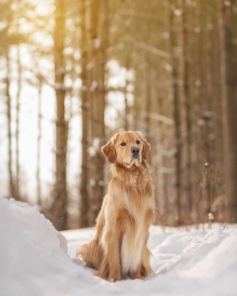 dog-portrait-photoshoot