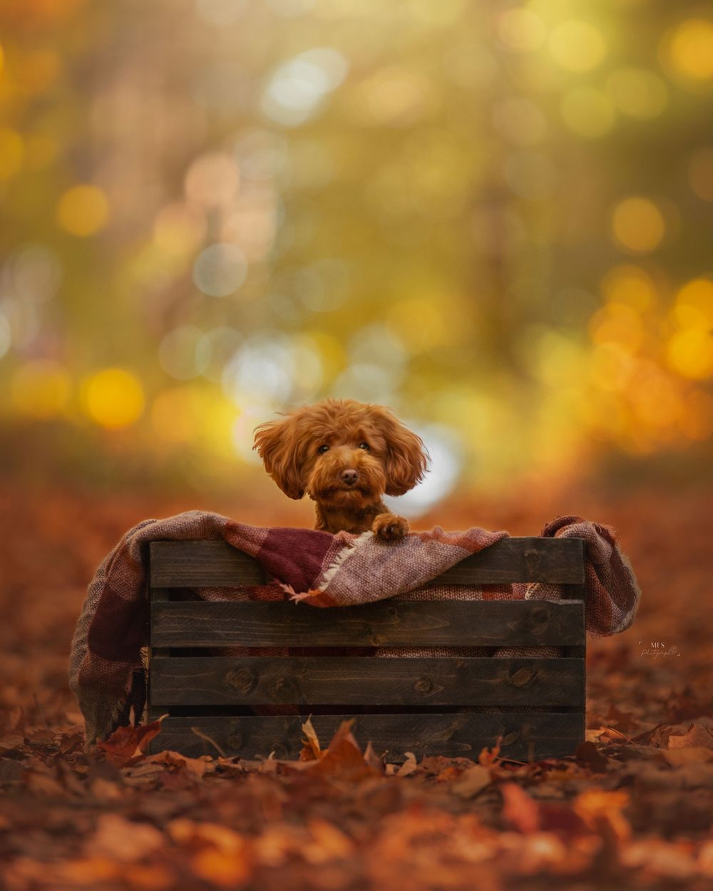 dog-portrait-photoshoot