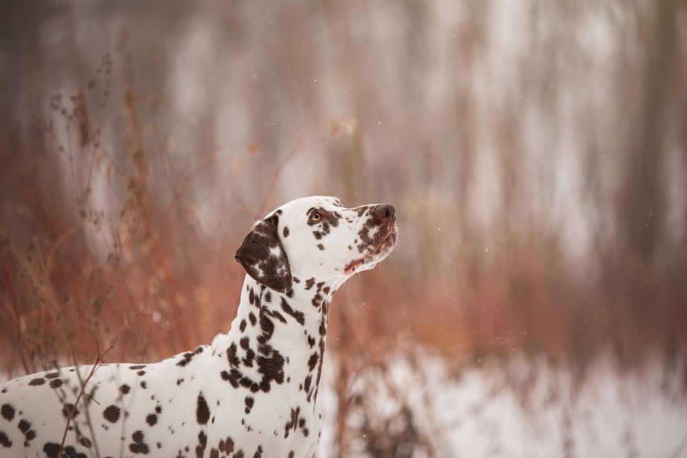 dog-portrait-photoshoot