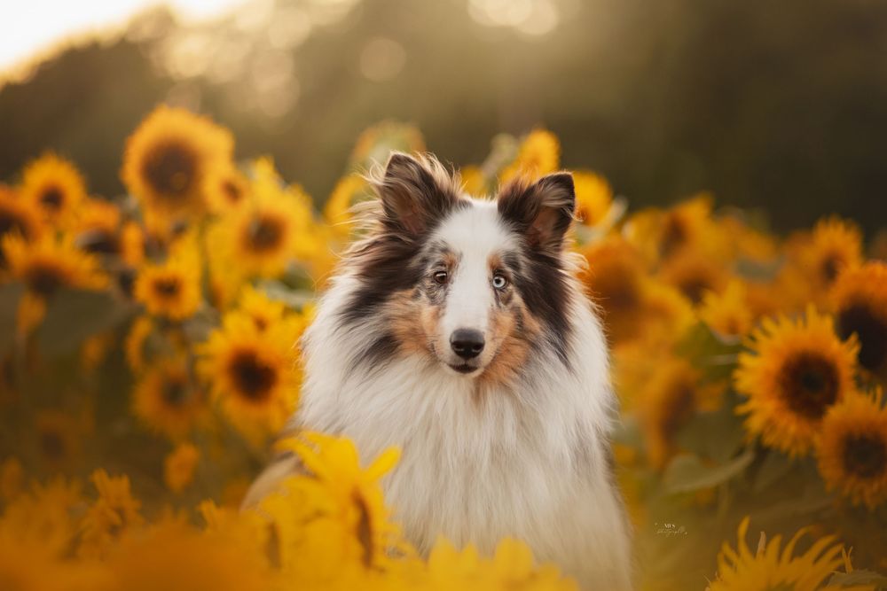 dog-portrait-photoshoot
dog-in-flowers-photoshoot