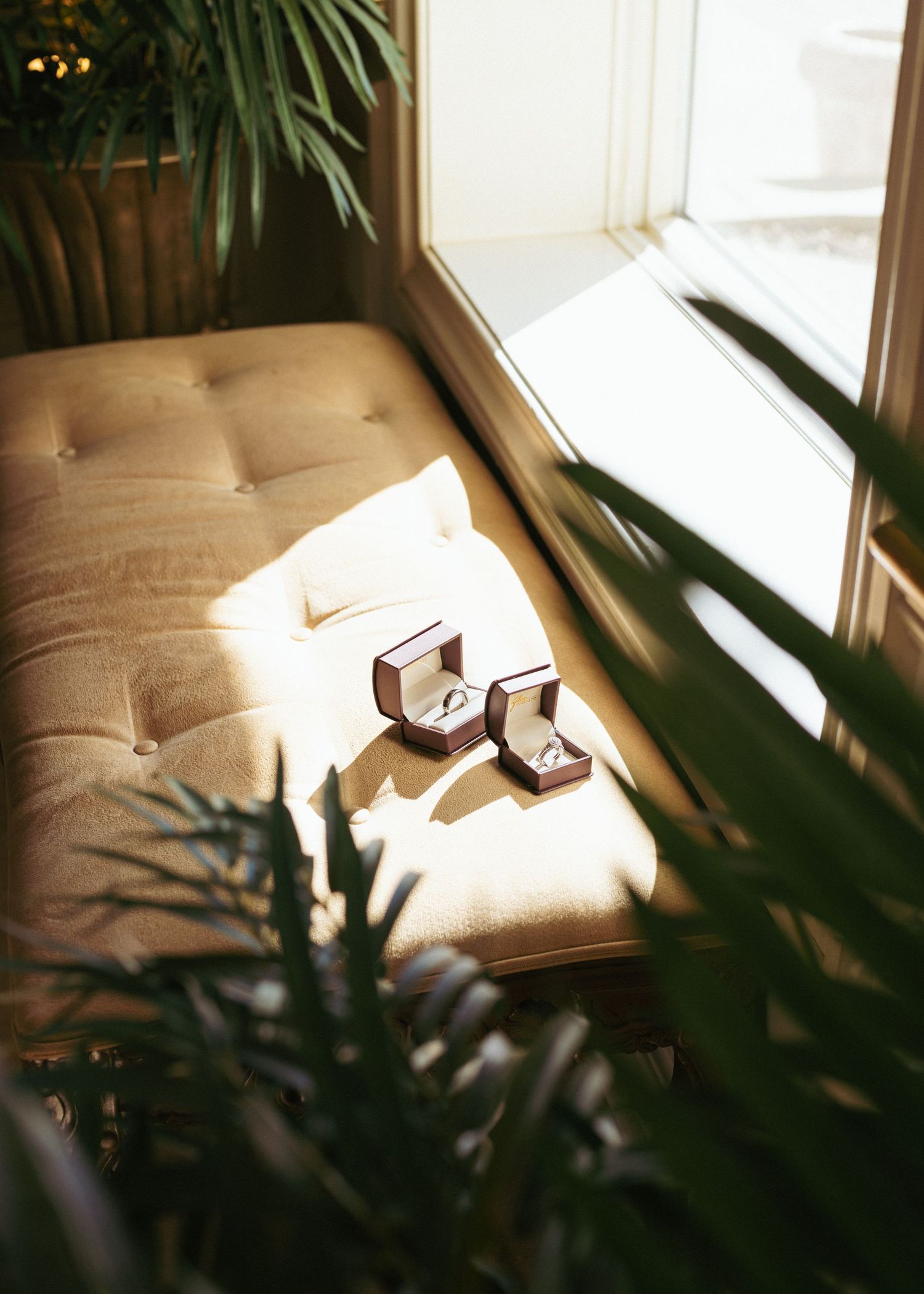 A sunlit tufted cushion with small ring boxes nestled among indoor plants and window shadows.