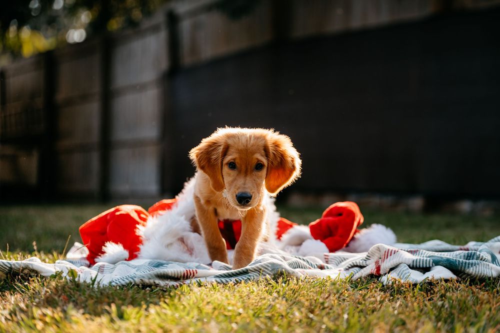 A golden retriever puppy peeks over grass and blankets in a series of connected outdoor photos in warm sunlight.