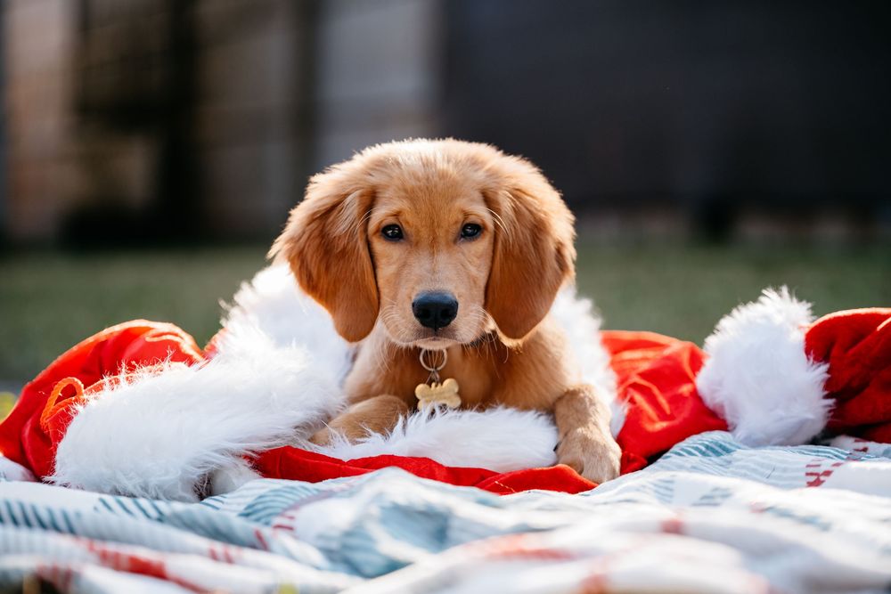 Golden retriever puppy rests on a red and white striped blanket with a soft, dreamy background.