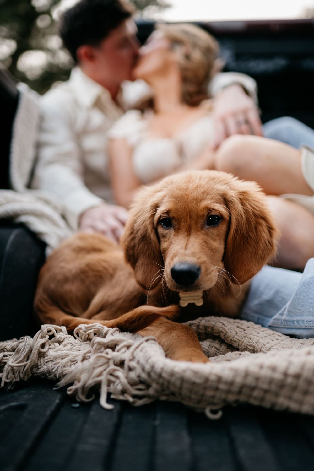 Golden retriever puppy resting on a knitted blanket in a series of cozy indoor shots.