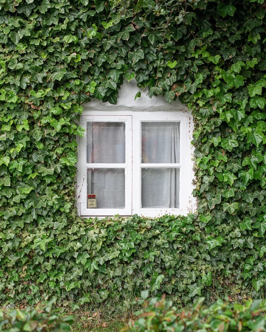 White-framed window surrounded by dense green ivy covering a wall.