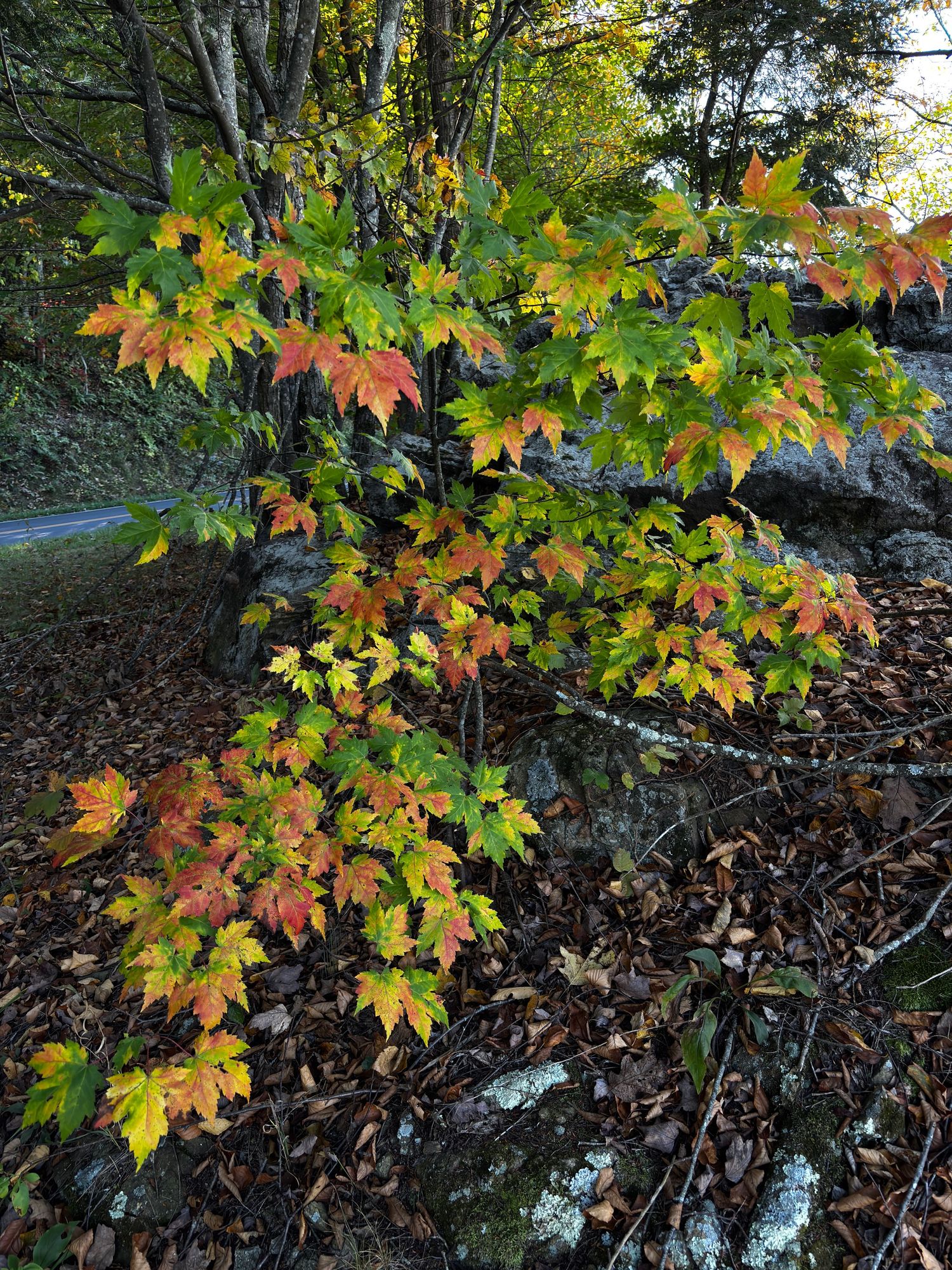 Autumn leaves on Skyline Drive, Shenandoah National Park