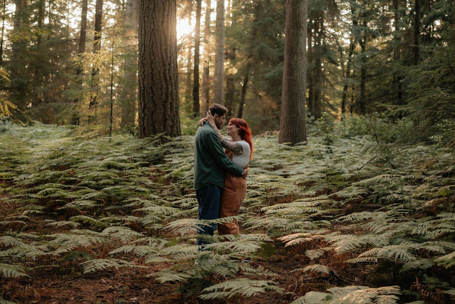 Sunlit forest scene with tall evergreen trees and lush ferns creating a peaceful woodland atmosphere.