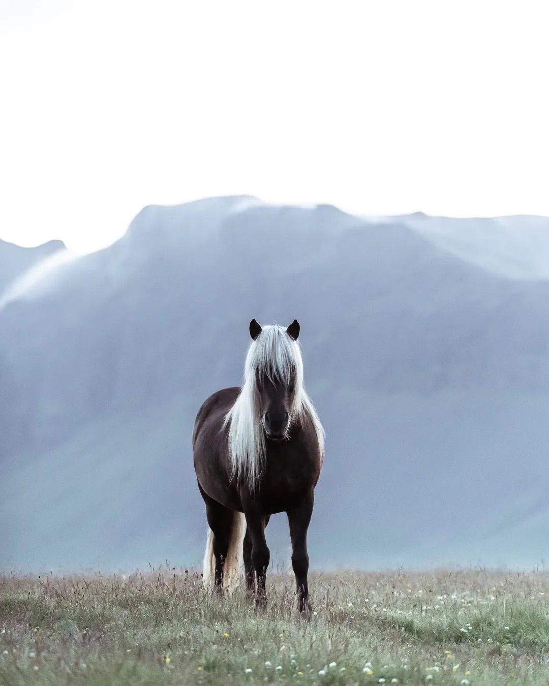 Icelandic Grey horse standing and facing forward with dramatic mountain scenery behind.