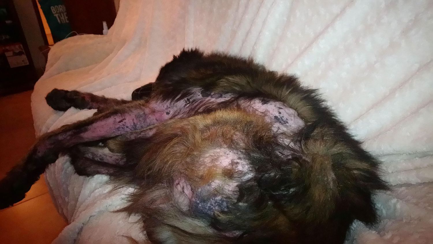 Close-up of a sick dog with severe skin condition lying on white blanket showing hair loss and lesions.