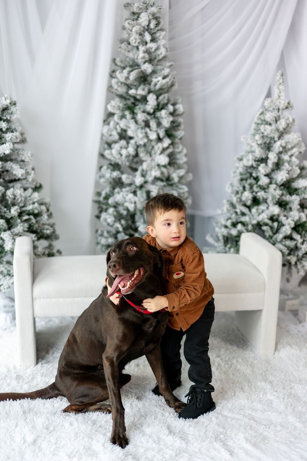 Young boy hugging a chocolate Labrador dog in front of snow-flocked Christmas trees in holiday studio setting.