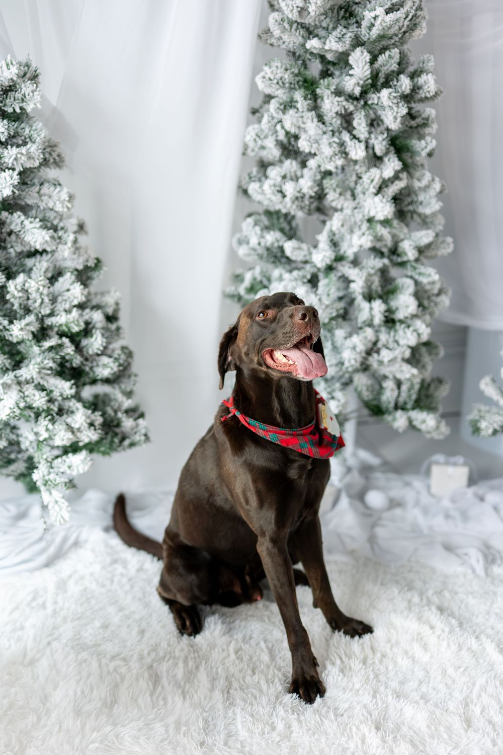 Chocolate Labrador wearing red plaid collar sitting on white fluffy rug with snow-flocked Christmas trees behind.