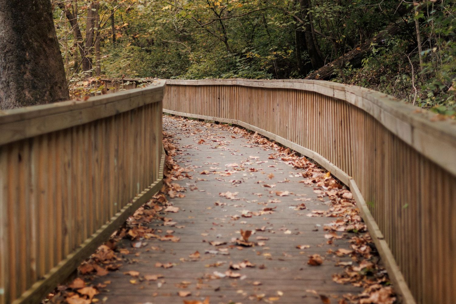 A wooded pathway curves leading to the ceremony location. Leaves are blown around the path
