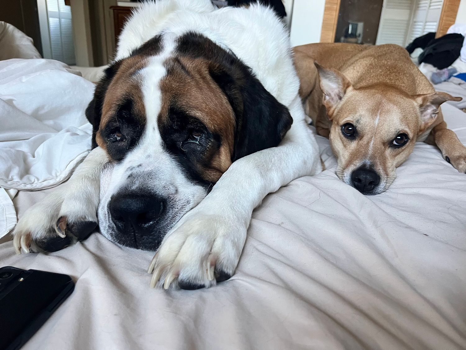 Multiple dogs snuggling together on white bedding for a cozy nap.