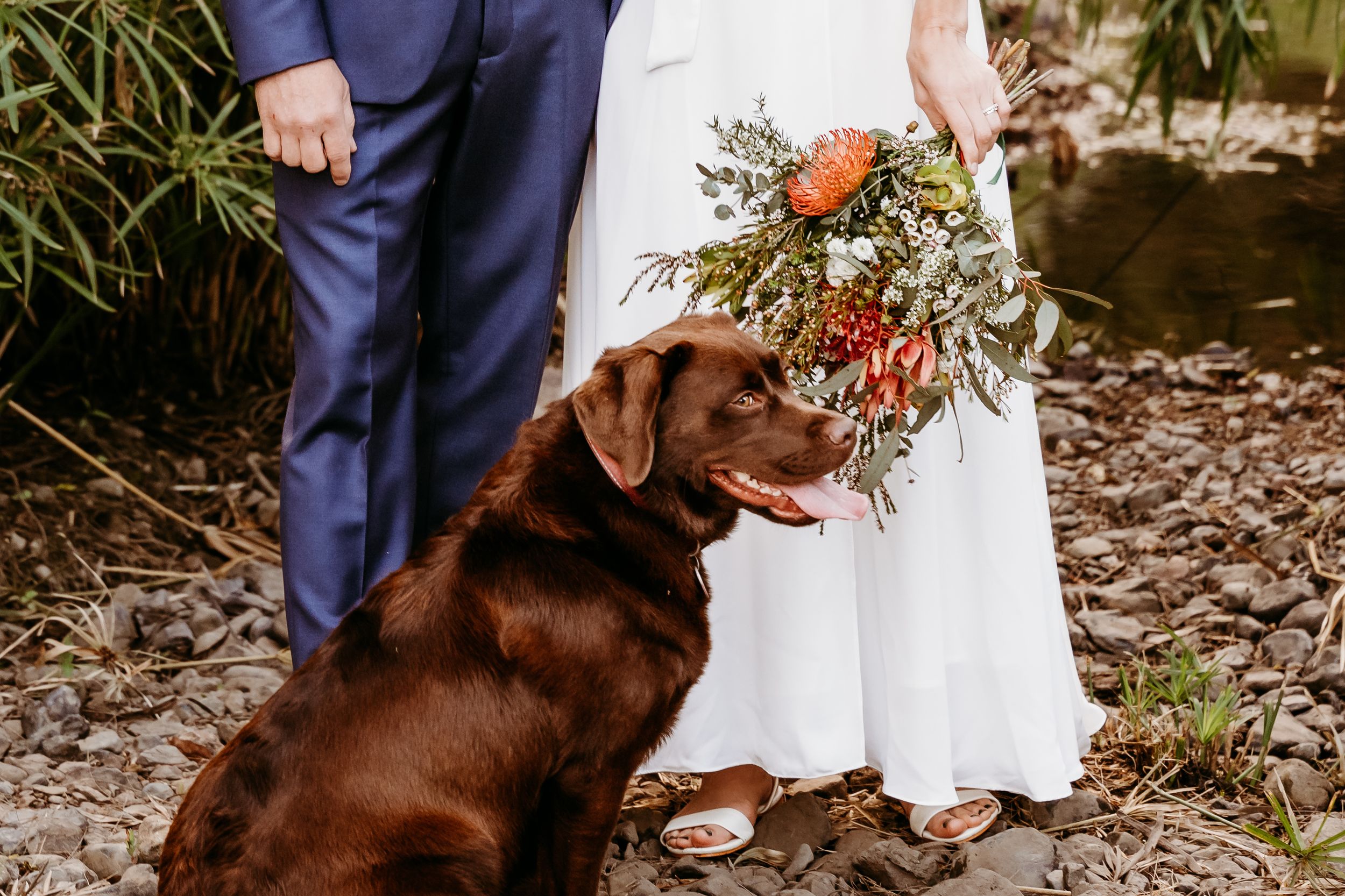 A furry brown dog interacts with a couple in wedding attire in an outdoor setting with trees and foliage.