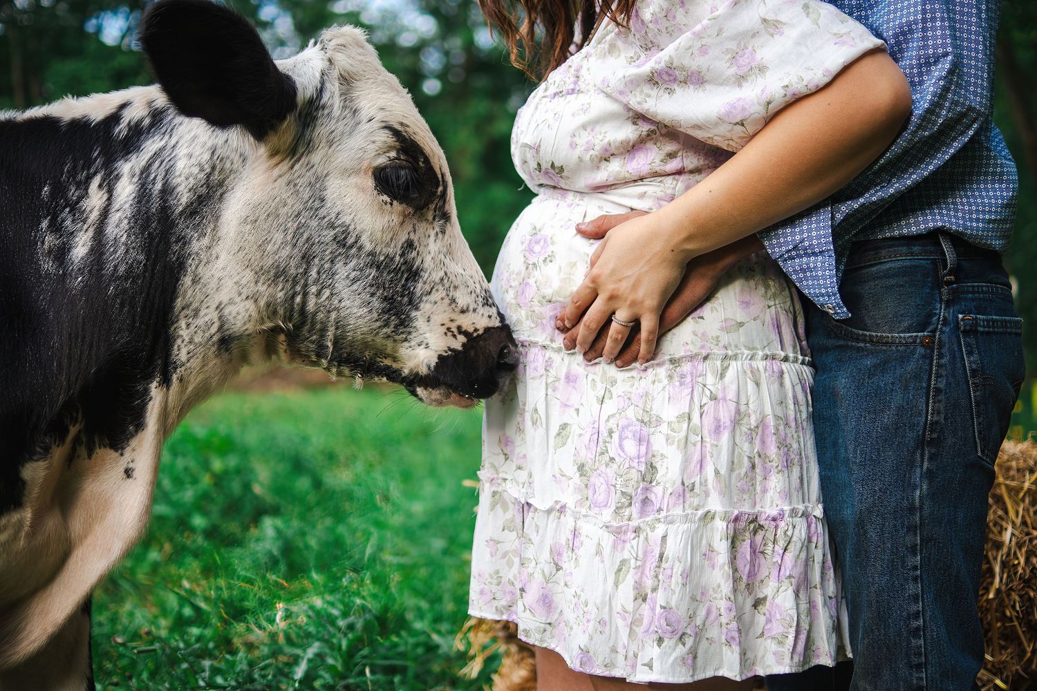 A curious cow sniffs at a person's floral dress in a green pasture.