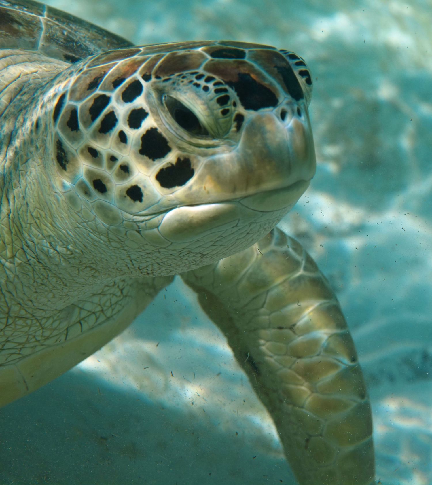 Series of detailed underwater photographs showing the profile of a sea turtle's head against turquoise water.