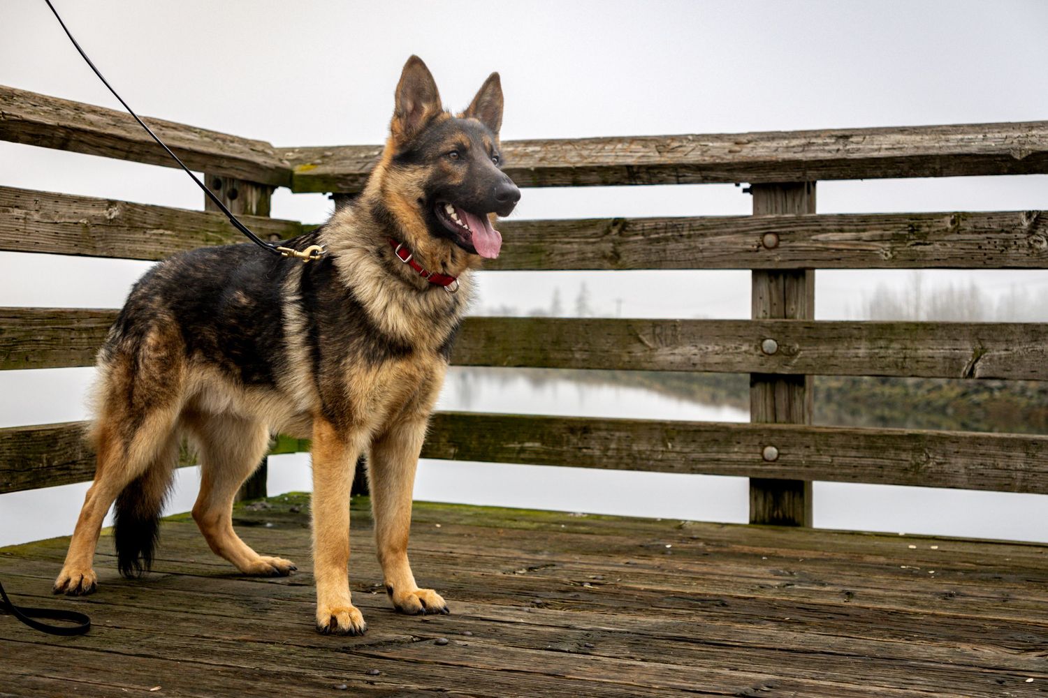 German Shepherd dog stands alertly on a wooden deck with a rustic split-rail fence in the background.