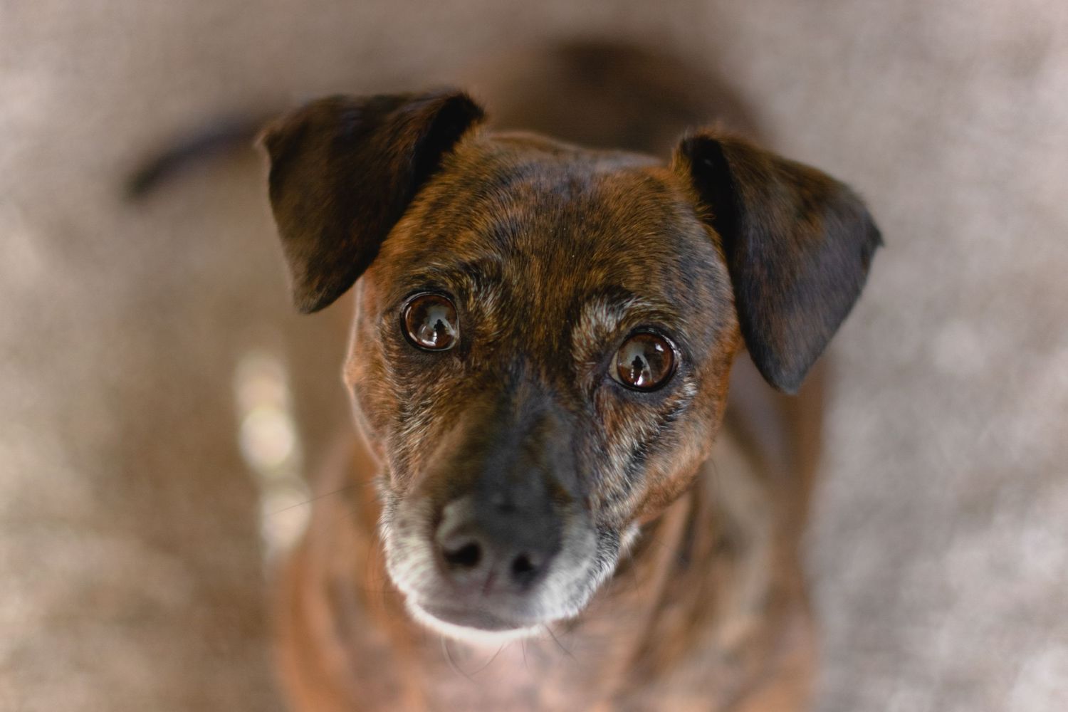 Close-up photos of brown and white dog with expressive eyes.