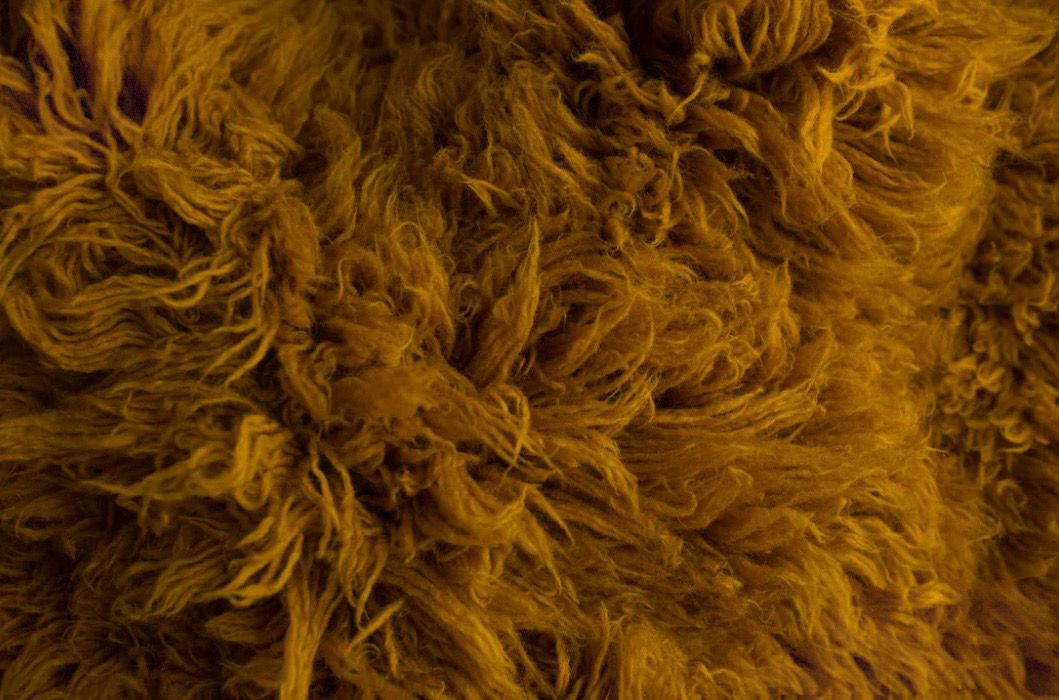 Extreme close up macro photograph shows golden brown curly fur texture in rich detail.