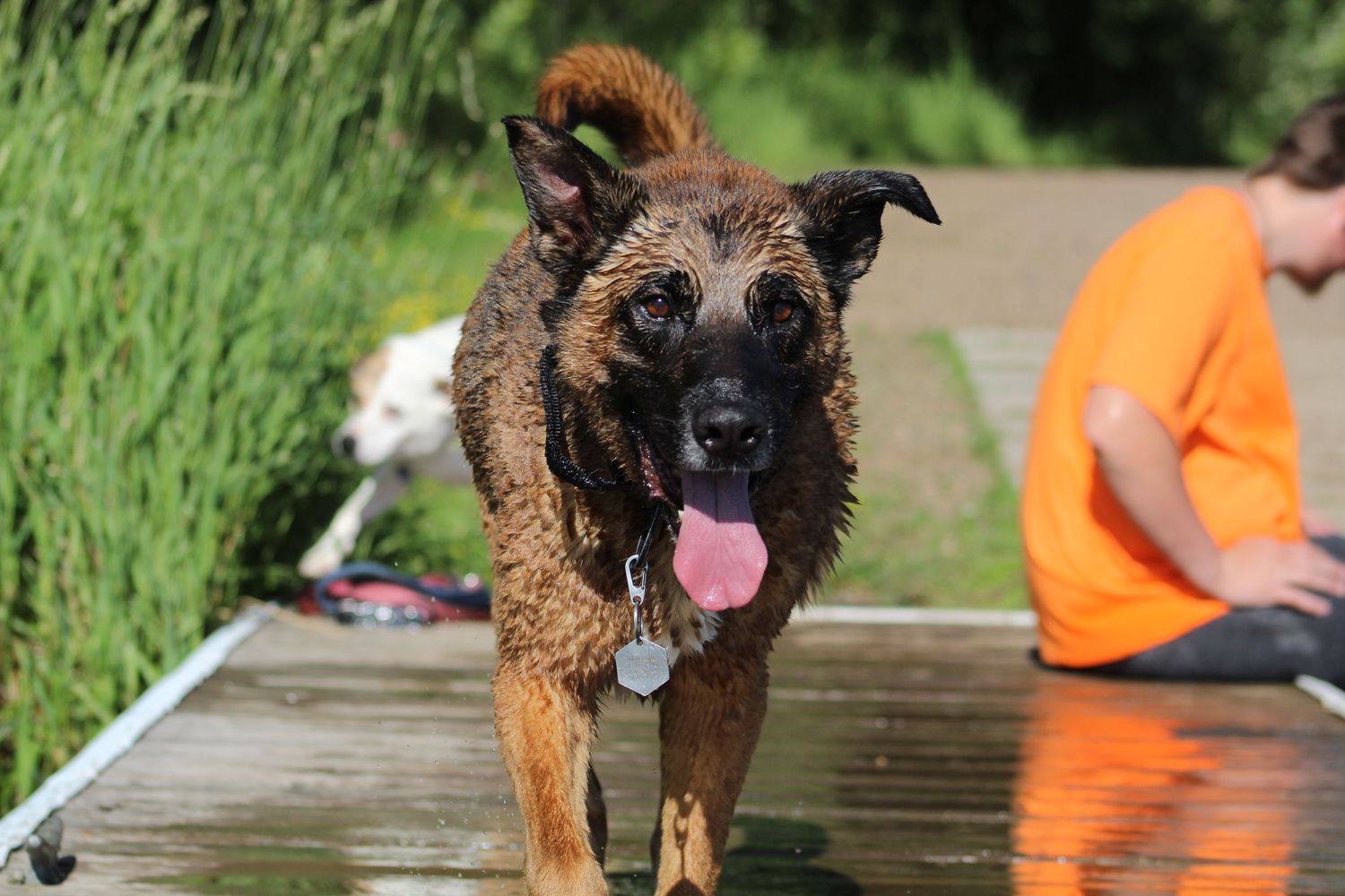 A wet Belgian Malinois dog with tongue out walking on a wooden dock near water.