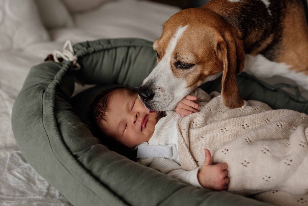 Dog kissing newborn baby at home during newborn session.