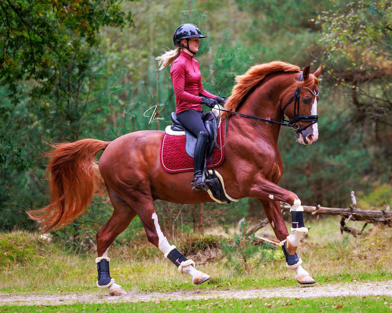 A chestnut horse and rider train on a pole exercise in a sand arena surrounded by wooden fencing.