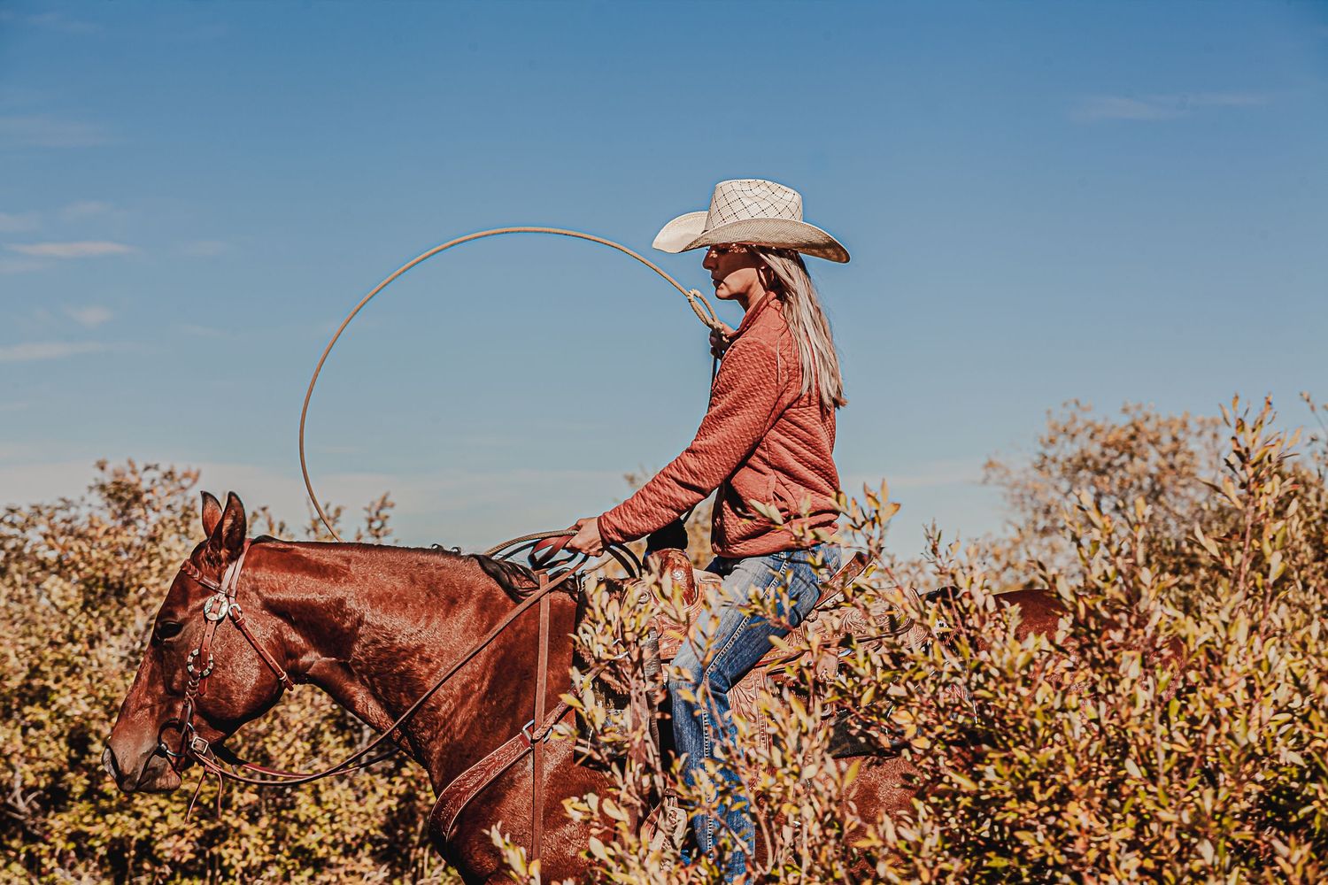cowgirl moving Angus pairs across the Alberta foothills