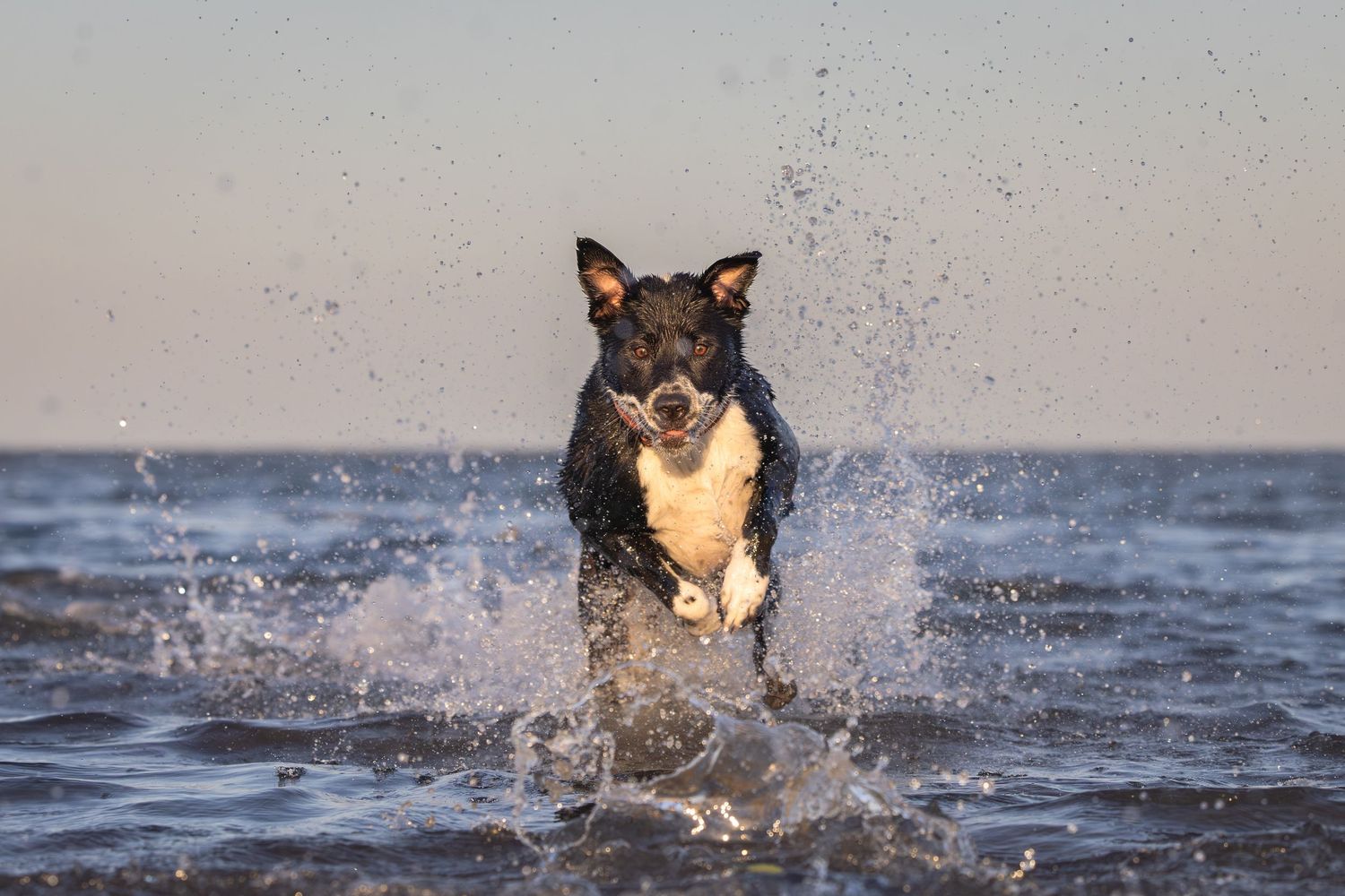 Border Collie splashing through water while playing fetch.