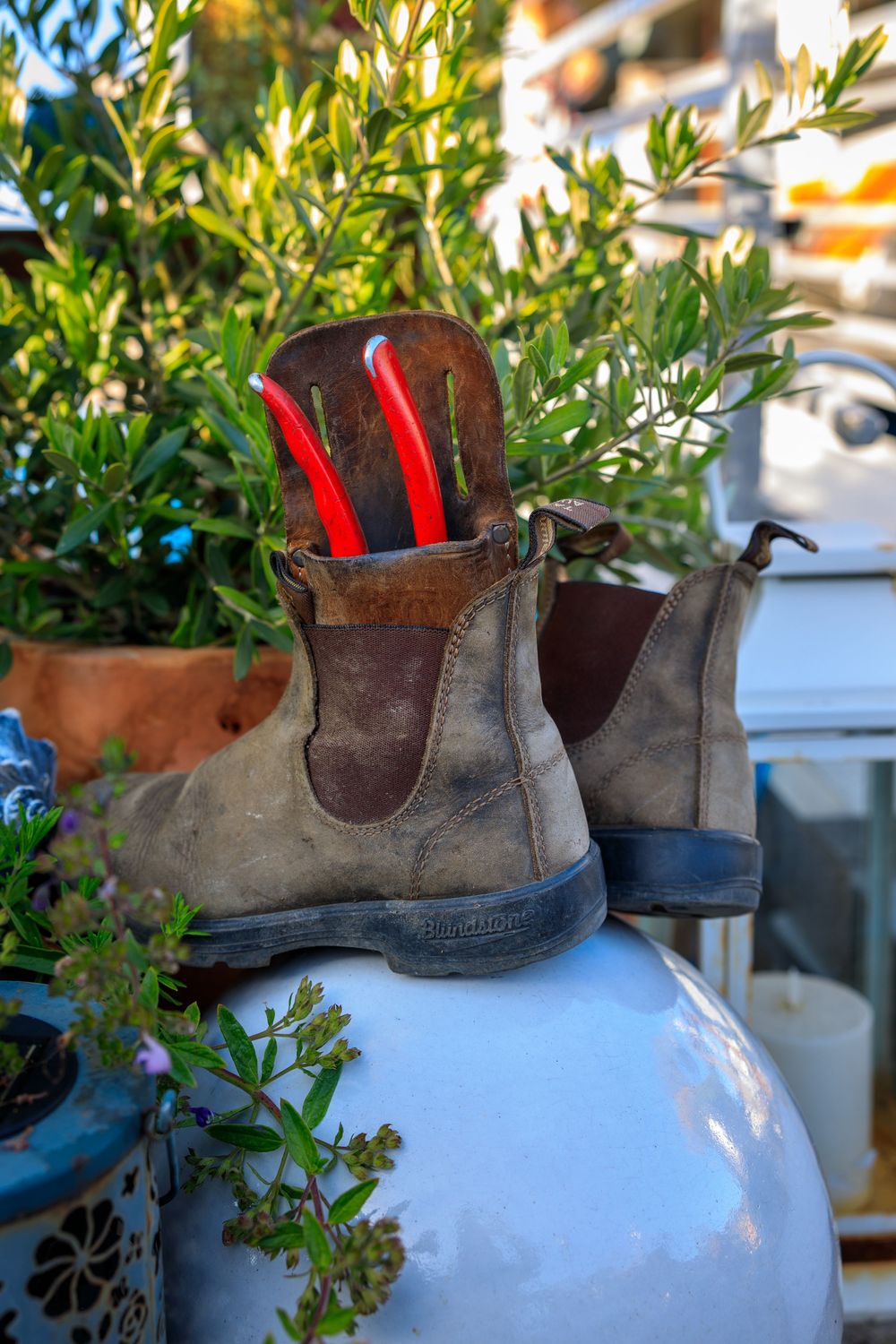 A worn leather work boot with red lining sits atop a white ceramic pot next to green leafy plants outdoors.