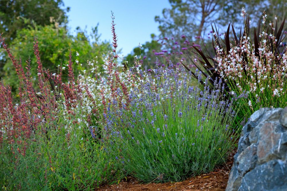 Purple foxglove flowers bloom in a woodland garden setting with natural stone and lush greenery in the background.