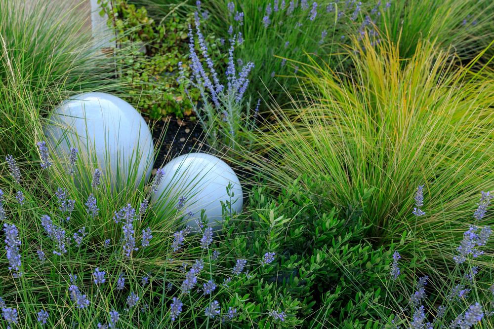 White spherical garden ornaments nestled among ornamental grasses and purple lavender flowers in a landscaped garden.