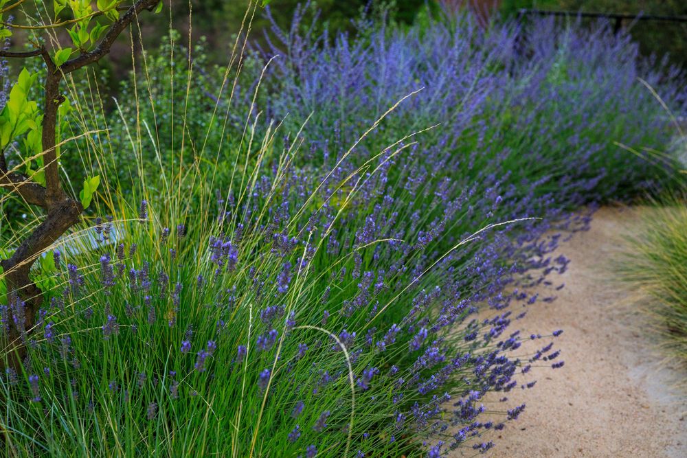 Purple lavender flowers and ornamental grasses line a winding garden path in a serene landscaped setting.