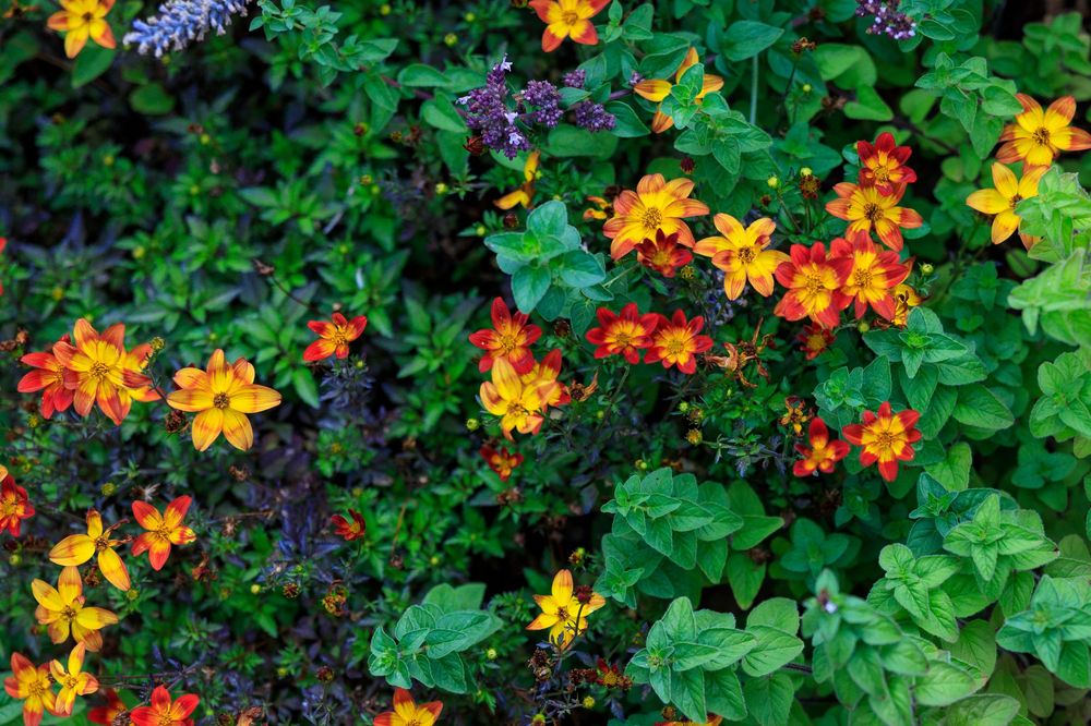 Orange marigolds and blue flowers bloom vibrantly among lush green foliage in a summer garden border.