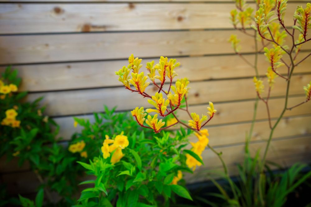 Yellow butterfly bush blooms contrast against green foliage and wooden fence in afternoon sunlight.
