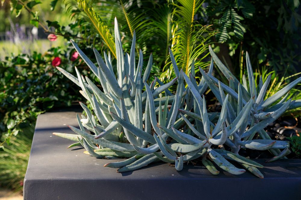 Blue-gray senecio plants with spiky succulent leaves grow in a row on a dark surface in a garden setting.
