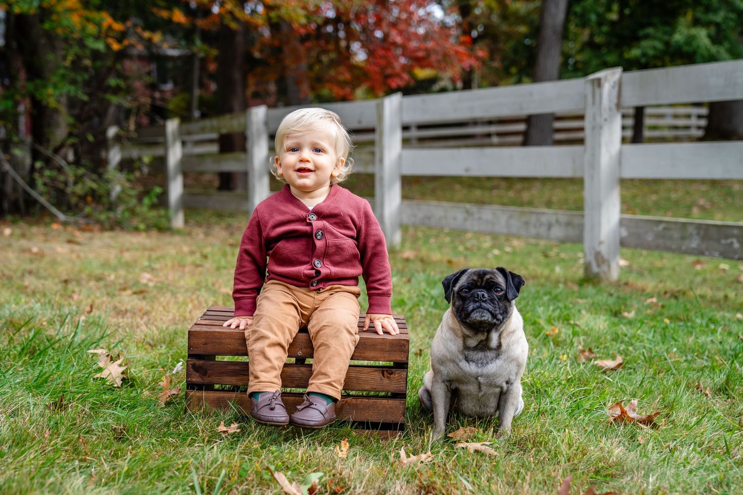 A young child and pug dog sit together on wooden crates in front of a rustic fence during autumn. North Shore, MA mini sessions.