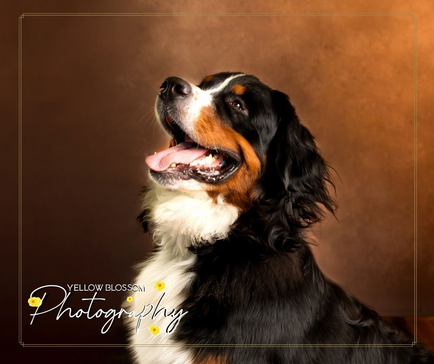 A Bernese Mountain Dog sits against a brown backdrop in a professional studio portrait with dramatic lighting.
