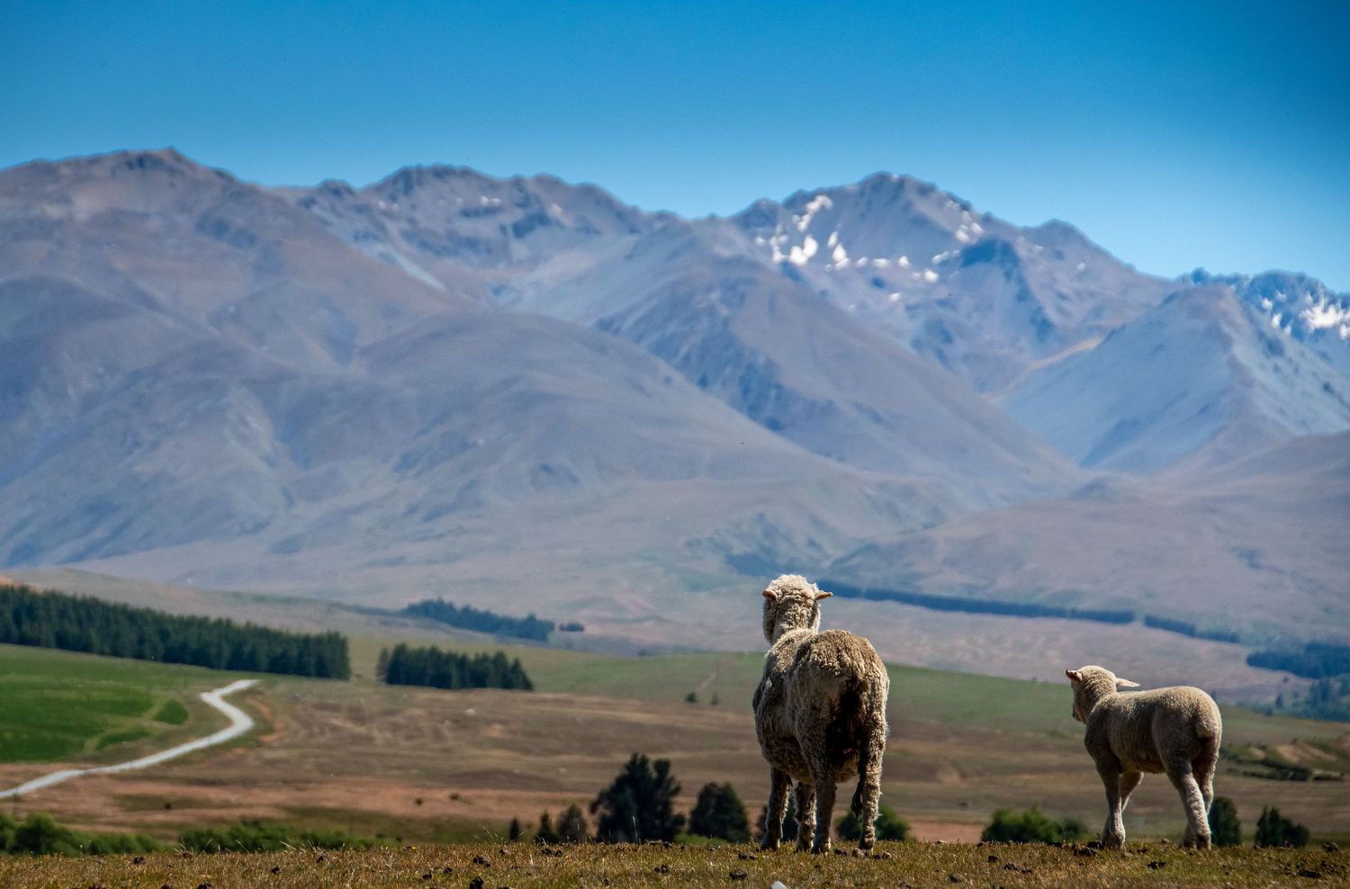 Moutons face aux montagnes néo-zélandaises, paysage rural emblématique sous ciel bleu clair