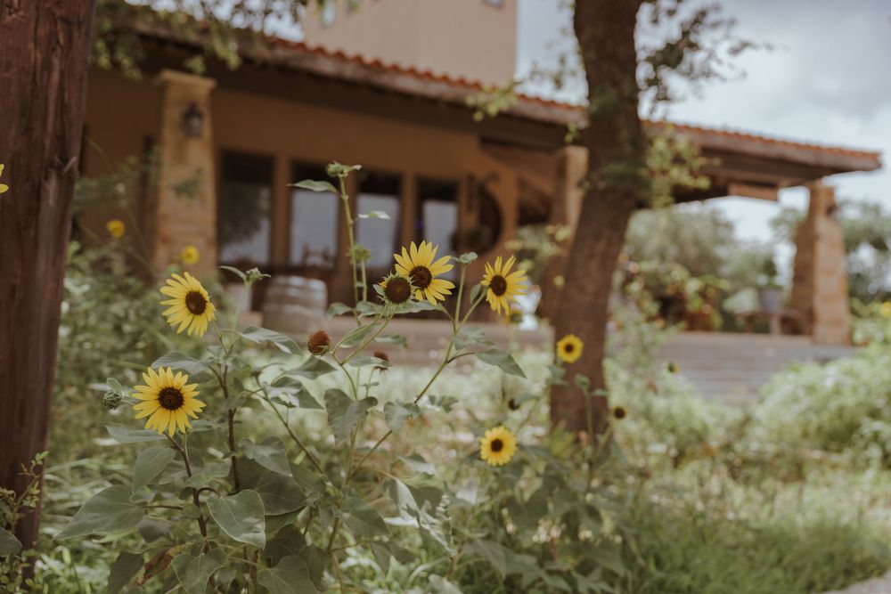 Bright yellow sunflowers bloom against a stone wall in a garden setting.