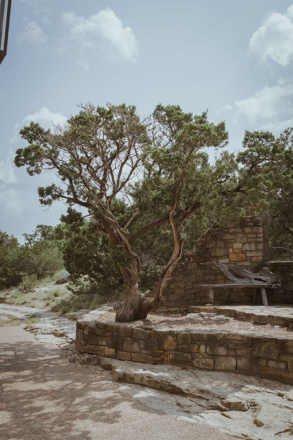 Weathered stone wall with twisted trees growing alongside it in a desert setting.