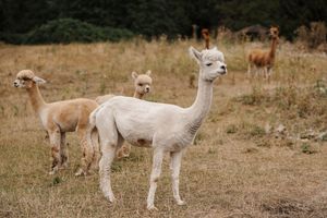 White alpacas graze together in a grassy field on a sunny autumn day.