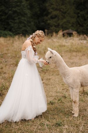A bride in a flowing white wedding gown shares a playful moment with a friendly alpaca in a grassy field.