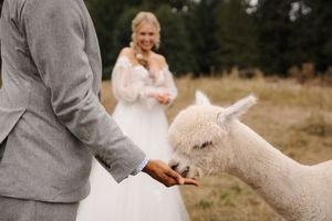 Someone in a gray sweater pets and interacts with friendly alpacas in an outdoor field setting.