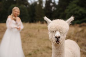 A fluffy white alpaca with a curious expression stands in a field on a sunny day.
