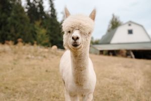 A group of alpacas stand together in a grassy field with trees and buildings in the background.